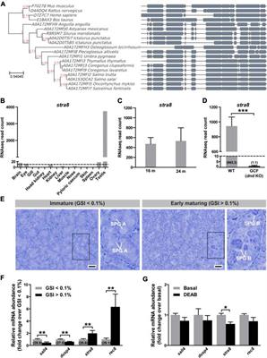Loss of stra8 Increases Germ Cell Apoptosis but Is Still Compatible With Sperm Production in <mark class="highlighted">Atlantic Salmon (Salmo salar)</mark>